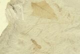 Fossil Leaf and Ant Plate - Green River Formation, Utah #360293-1
